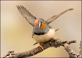 Dans quelle le d'Indonsie trouve-t-on une sous-espce ?