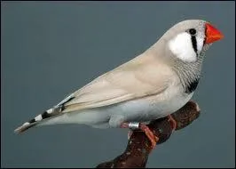 Quelle est la couleur de ce diamant mandarin ?