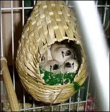 Combien la femelle peut-elle pondre d'oeufs en moyenne ?