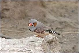 Quelle est sa couleur  l'tat sauvage ?