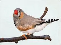 Quel est son nom scientifique ou nom latin ?