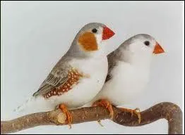 C'est un passereau qui appartient  quelle famille ?