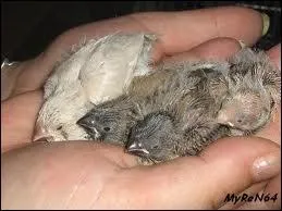 De quelle couleur est le bec du jeune mandarin gris au sortir du nid ?