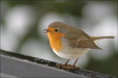 Comment le rouge-gorge se dplace-t-il ?