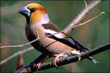 Le gros bec a assez de puissance pour casser le noyau d'une cerise ?