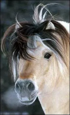 Quelle robe ce cheval a-t-il ?