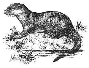 Ds le XIII me sicle il existait des chiens chasseurs de loutres ... . .