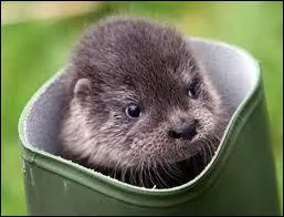 La loutre hiberne ... . .