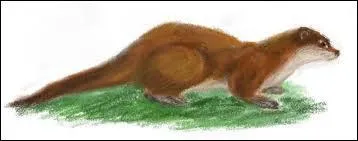 La loutre a de courtes pattes et une longue queue ... . .