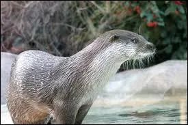 Elle peut rester jusqu' huit minutes en apne sous l'eau ... . .