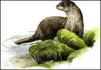 Elle est aussi  l'aise dans l'eau que sur terre ... . .