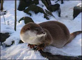 Sa fourrure contrairement  celle du castor n'est pas recherche ... . .