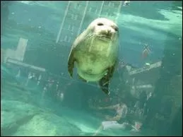 La loutre de mer chasse  quatre mtres de profondeur, mais elle peut descendre jusqu' quarante mtres ... . .