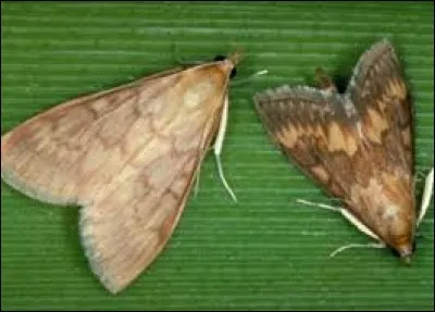 Pour repousser les mites de votre linge, il suffit de disposer dans vos armoires...