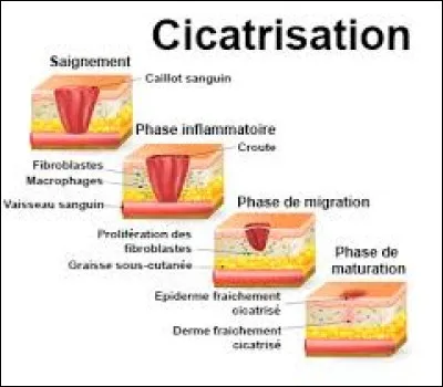 Quel produit naturel appliqu sur une plaie permet une cicatrisation plus rapide ?