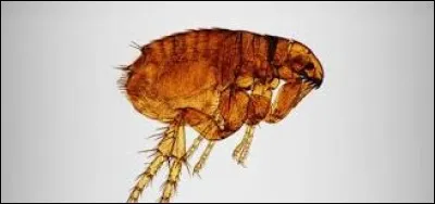 Sinon contre les puces des chiens, il y a un remède peu onéreux qui consiste à lui faire ingurgiter une fois par semaine...