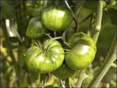 Fin du quiz et en fin de saison pour mes tomates, il en reste beaucoup qui sont vertes sur les pieds. Comment peut-on les faire mûrir ?