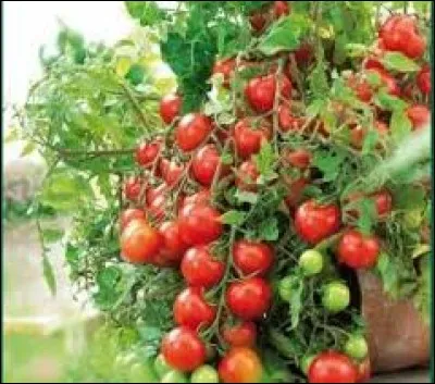 Pas de désherbant... Je n'achète pas d'engrais non plus. Je préfère mettre aux pieds de mes plantes...