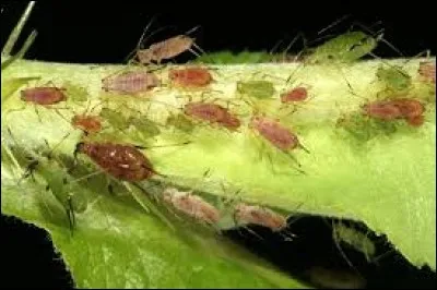 Pour faire fuir les pucerons des rosiers, pas besoin d'acheter des bidons avec des têtes de morts fournis par Monsanto, vous pouvez simplement mettre au pied...