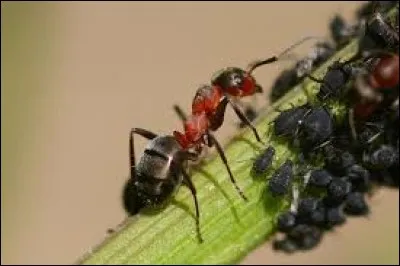 Si les fourmis montent dans les arbres, c'est pour élever des pucerons car elles se nourrissent des crottes (le miellat)... Vous pouvez les en empêcher avec...