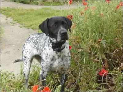 Quel est son utilisation la plus frquente ?