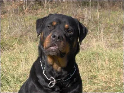  quelle race correspond ce chien ?