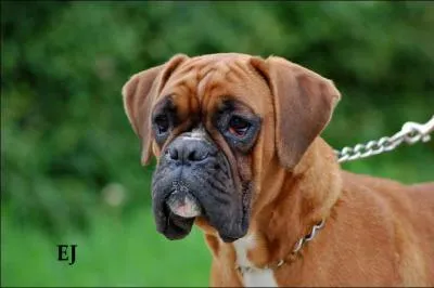  quelle race correspond ce chien ?