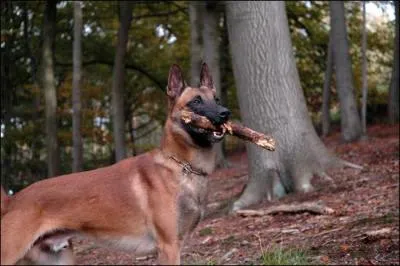  quelle race correspond ce chien ?