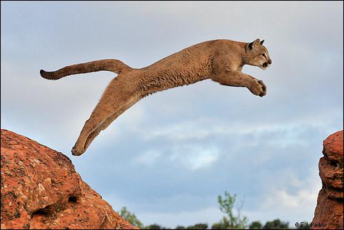 quel animal qui saute plus haut qu une maison