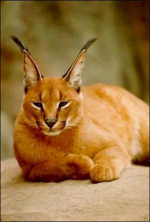 On l'appelle le lynx du désert. Il pèse moins de 2kg et vit dans des régions séches et rocheuses d'Asie et d'Afrique. Quel est ce félin ?