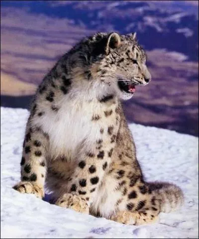 Il est le plus montagnard des flins, pouvant vivre  plus de 5000m d'altitude. Il aime les forts, les steppes et les grands sauts. Quel est ce flin ?