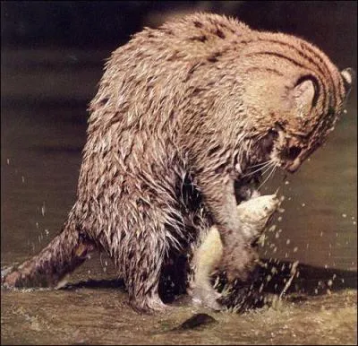 Il se nourrit principalement de poissons qu'il a lui mme pchs et vit en Asie. Quel est ce flin ?