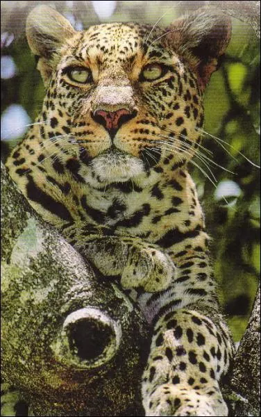 C'est le plus rpandu des grands flins. Il s'adapte bien  l'homme au point de frquenter certaines banlieues en Asie ou Afrique. Quel est ce flin ?