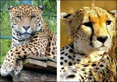 Quelles diffrences apparentes y a-t-il entre le jaguar, le lopard et le gupard ?