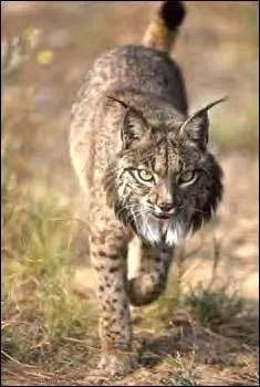 Quel est l'autre nom du lynx ?