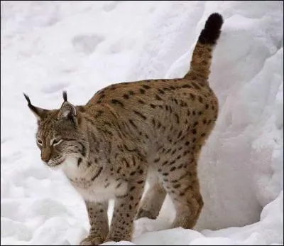 Que fait ce lynx ?