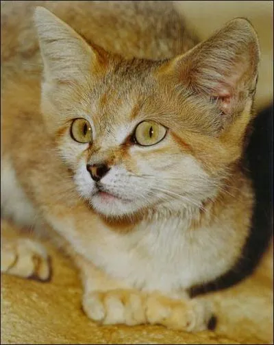 Ce petit flin de 2 ou 3kg est un expert dans la chasse aux serpents. Il vit en Afrique et en Asie. Quel est son nom ?