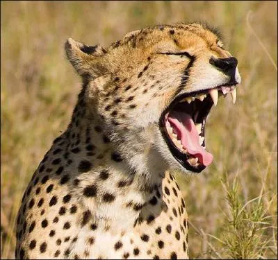 Les flins ont plus de dents que les chiens et les loups : vrai ou faux ?