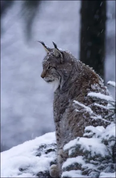 C'est le plus grand flin d'Europe avec un poids allant jusqu' 30kg. Il vit dans les forts, surtout en Russie. Quel est ce flin ?