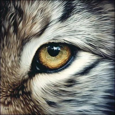 Le flin voit bien les couleurs : vrai ou faux ?