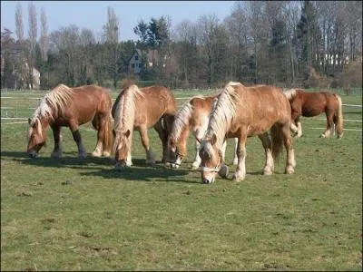 Quelle est la race de ce cheval ?