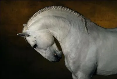 Quelle est la race de ce cheval ?