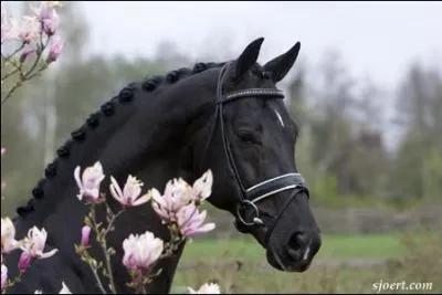 Quelle est la race de ce cheval ?
