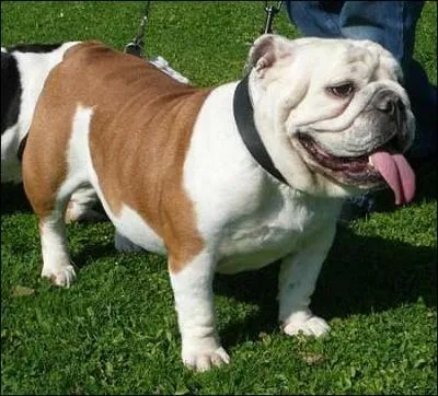 Comment s'appelle cette race de chien ?