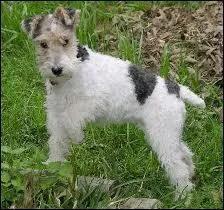 Comment s'appelle cette race de chien ?