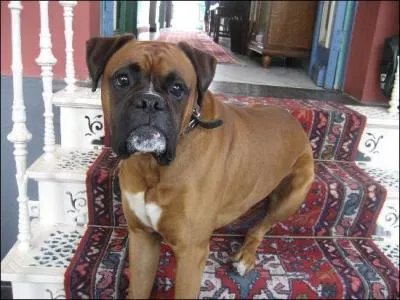 Comment s'appelle cette race de chien ?