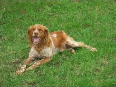 Comment s'appelle cette race de chien ?