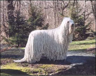 Comment s'appelle cette race de chien ?