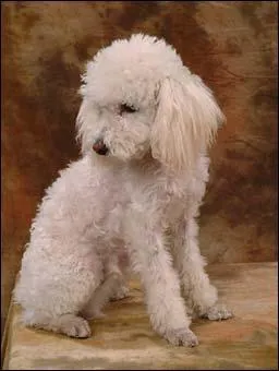 Comment s'appelle cette race de chien ?