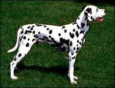 Comment s'appelle cette race de chien ?